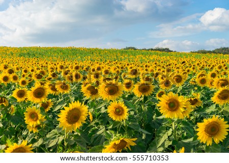 Sunflower field with cloudy blue sky Royalty-Free Stock Photo #555710353