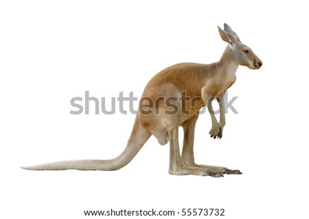 kangaroo isolated