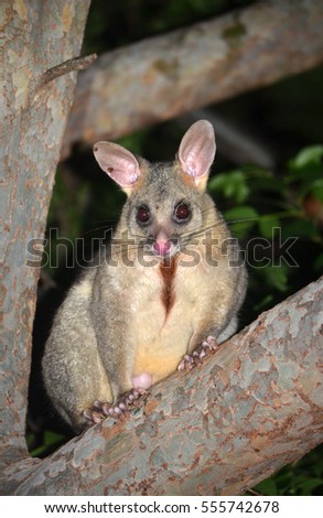 Australian Brushtail possum, Trichosurus vulpecula, climbing a tree in a Sydney backyard. Chest fur stained brown from scent glands used to mark territory.