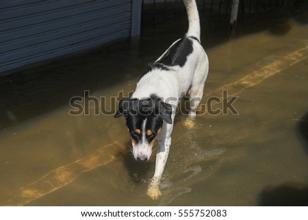  The lifestyle of dog in massive flooding, Punpin city in Surat Thani south of Thailand,January 14,2017