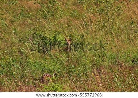 Young, curious roe deer in the high grass, seen from the distance. In the Kinnekulle nature reserve, Sweden, Scandinavia, Europe. 