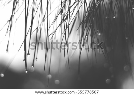 Lonely black and white mood & tone moment of drop rainy water on leaves, feel alone, sad  and broken heart background with bokeh on the back.
