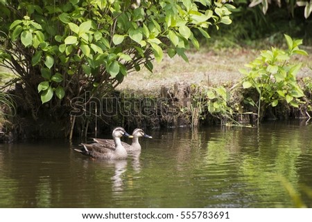 Couple of spot-billed ducks on the pond.
 Royalty-Free Stock Photo #555783691