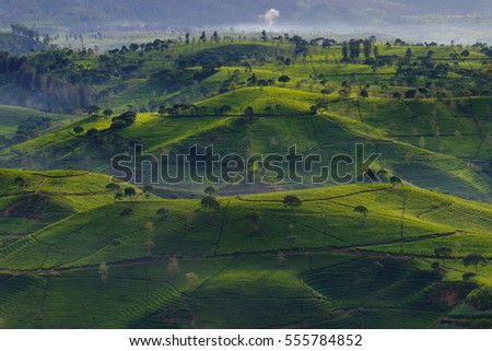 Beautiful tea plantation hill in the morning taken from Cukul village Pangalengan, Bandung, West Java Indonesia Royalty-Free Stock Photo #555784852
