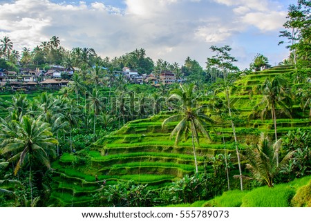 Tegalalang rice terraces, Ubud, Bali, Indonesia Royalty-Free Stock Photo #555789073