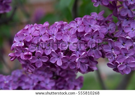  Beautiful floral spring background. Blossoming lilac in the park. Shallow depth of field.