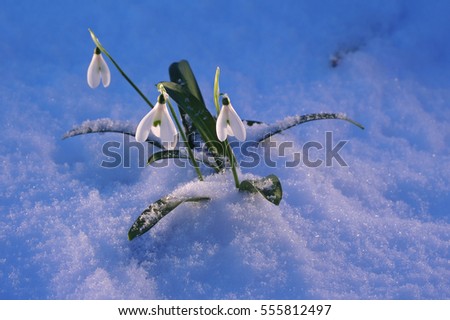 Saint Valentine's flower: Snowdrops in the evening snow Royalty-Free Stock Photo #555812497