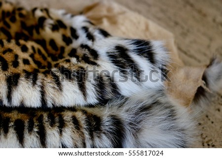 Leopard taxidermy