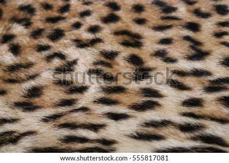 Leopard pattern