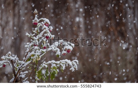 Snow falling over the rose flower in winter