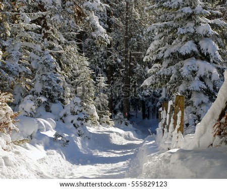 Snowy winter path in forest, Tyrol Austria