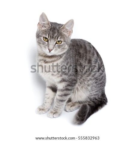 gray tabby kitten - isolated on white background