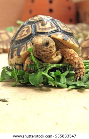  Baby Leopard tortoise walking slowly and sunbathe on ground with his protective shell ,cute animal pictures make you smile , tortoise eating vegetable                          
