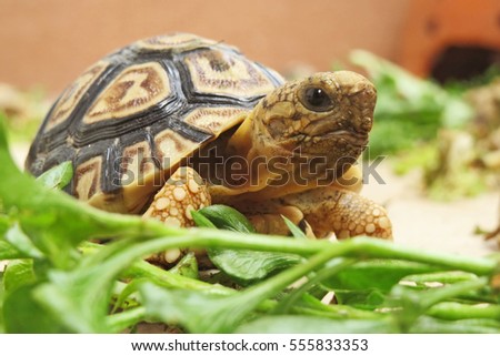 Baby Leopard tortoise walking slowly and sunbathe on ground with his protective shell ,cute animal pictures make you smile , tortoise eating vegetable                                      