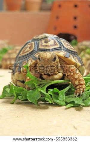 Baby Leopard tortoise walking slowly and sunbathe on ground with his protective shell ,cute animal pictures make you smile , tortoise eating vegetable                          