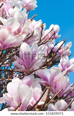 Magnolia blossoms on sunny spring day against clear blue sky; Spring awakening; Spring fever