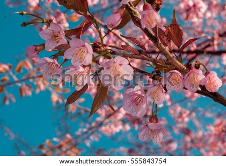 Blurred Beautifully Sakura Flower,Cherry tree. White and pink blossoms with sunshine and blue skies. Nice nature blurred background in spring. Blossom Sakura tree over nature background.Vintage filter