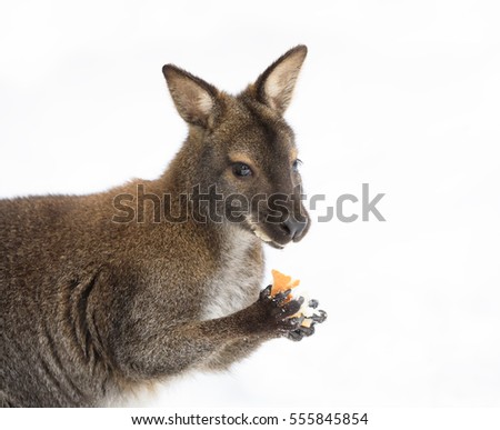 Red-necked Wallaby, kangaroo (Macropus rufogriseus) in white snowy winter