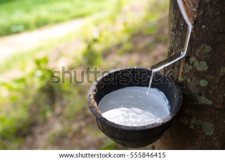 Milky latex extracted from rubber tree (Hevea Brasiliensis) as a source of natural rubber Royalty-Free Stock Photo #555846415