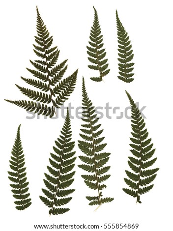 Pressed and dried fern. Isolated on white background. For use in scrapbooking, floristry (oshibana) or herbarium.