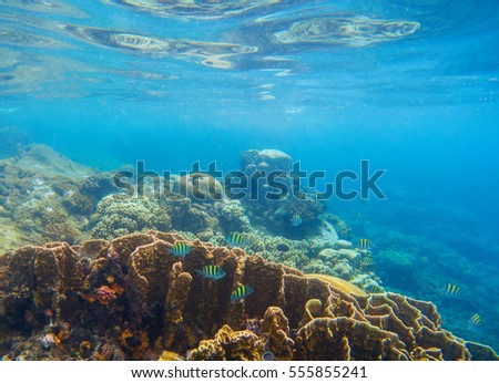 Underwater scenery with coral reef and tropical fishes. Blue sea view with marine fauna. Oceanic ecosystem. Beautiful undersea photo for banner template or background. Diving in tropical seashore