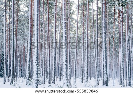 Snow covered pine tree trunks in pine forest as background. Winter forest. Abstract striped pattern.
