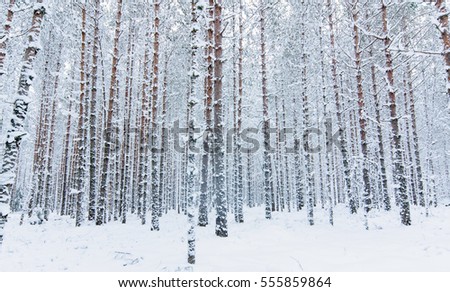 Snow covered pine tree trunks in pine forest as background. Winter forest. Abstract striped pattern.