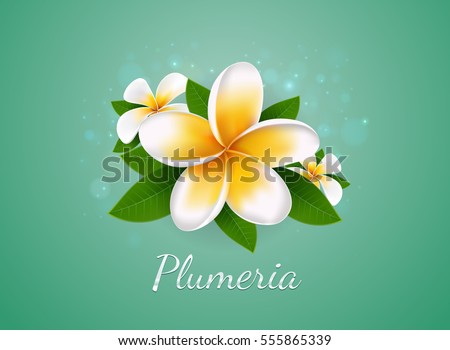 flower Plumeria illustration vector real style on background bokeh Royalty-Free Stock Photo #555865339