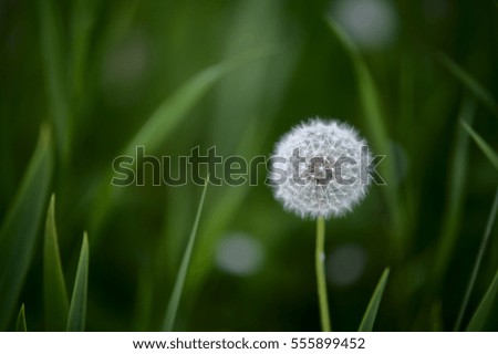 dandelion in a green grass