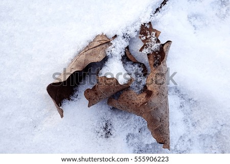 Dried Maple leaf under the snow in the forest (winter time)