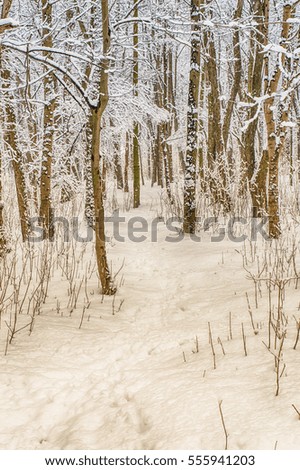 Snowy forest in the winter season
