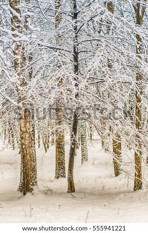 Snowy forest in the winter season