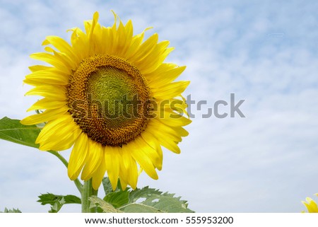 Sunflower on clear sky background