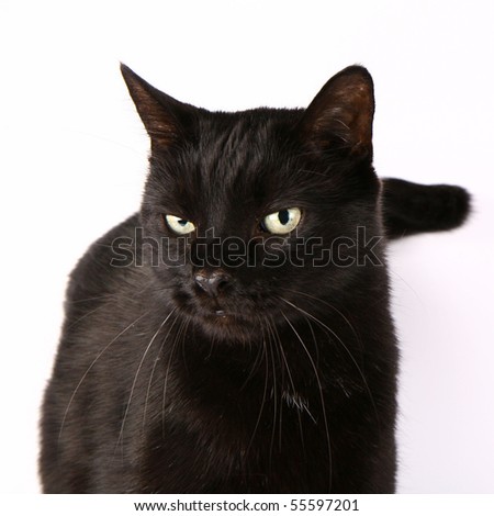 Black cat on white background