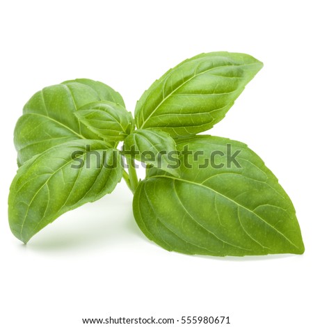 Close up studio shot of fresh green basil herb leaves isolated on white background. Sweet Genovese basil Royalty-Free Stock Photo #555980671