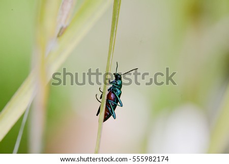 Green insect on plant background