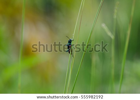 Green insect on plant background