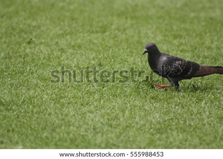 The Pigeon bird on the wild nature