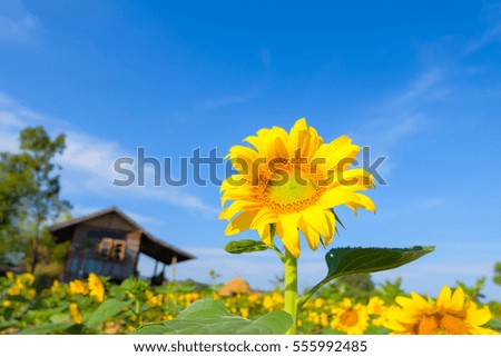a selective focus picture of organic sunflower in agriculture field