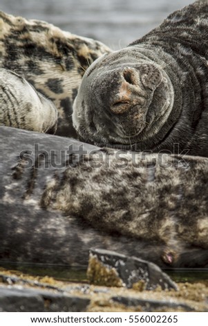 Grey seal (Halichoerus grypus), resting on cliffs, Farne Islands, United Kingdom.