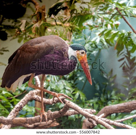 A Storm Stork with Colorful Plumage and a Large Orange Bill Perching in a Tree