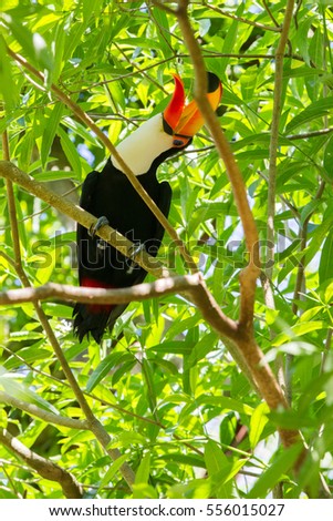 Close-up of the toco toucan Ramphastos toco.
