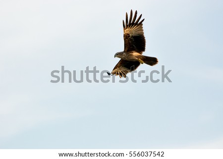 eagle flying with blue sky