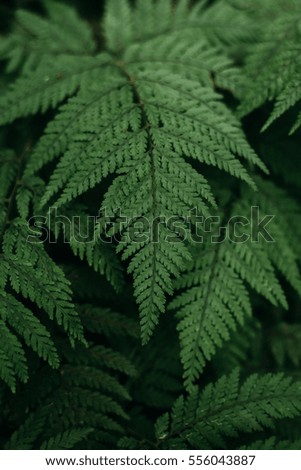 A fern close up in rain forest, New Zealand