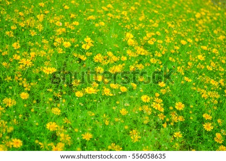  Field of yellow Chrysanthemum