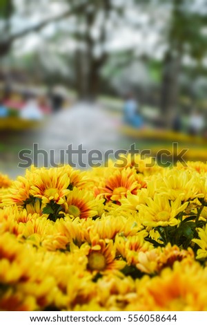  Orange, Yellow Chrysanthemum, Background