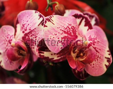 Pink orchid flowers 