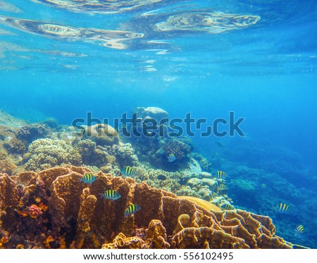 Undersea scenery with coral reef and tropical fishes. Blue sea view with marine fauna. Oceanic ecosystem. Beautiful underwater photo for banner template or background. Snorkeling in tropical seashore