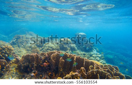 Seashore scenery with coral reef and tropical fishes. Blue sea view with marine fauna. Oceanic ecosystem. Beautiful undersea photo for banner template or background. Snorkeling in tropical lagoon