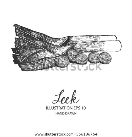 Leek hand drawn illustration by ink and pen sketch. Isolated vector design for fruit and vegetable products and health care goods.